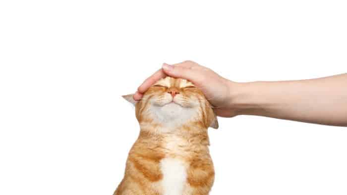 cat pet
