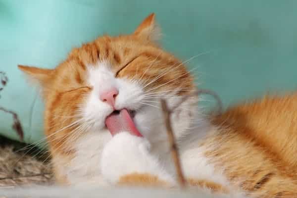Cute and Quirky: Uncovering the Adorable Antics That Make Cats So Lovable