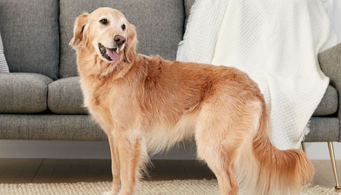 Golden-Retriever-Cuties-Mumbais-Finest-Pups.j